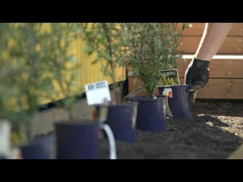 How to Grow Hedges | Mitre 10 Easy As Garden