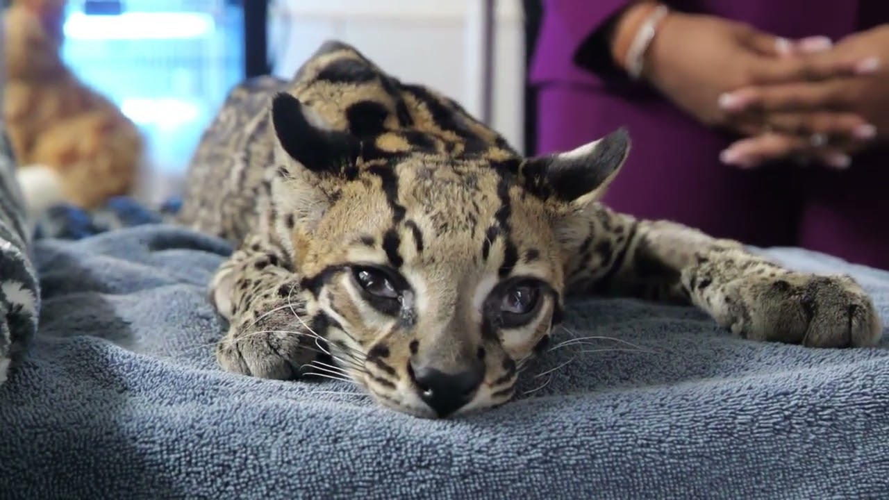 EMA Commends Vet For Saving Injured Ocelot