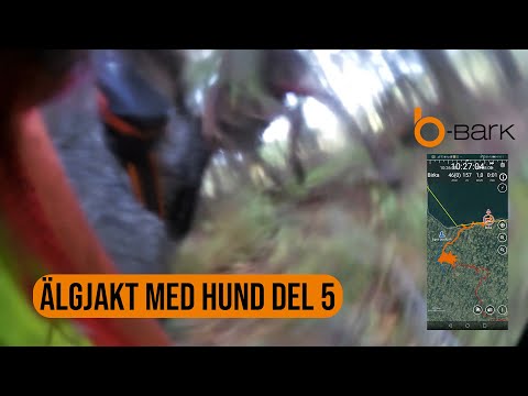 Älgjakt med hund del 5 2019