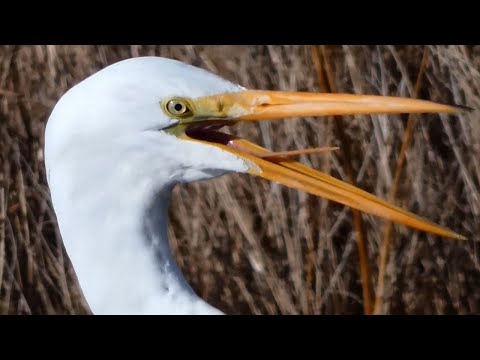 Volavka veľká (Ardea alba) — hlas, let a lov rýb