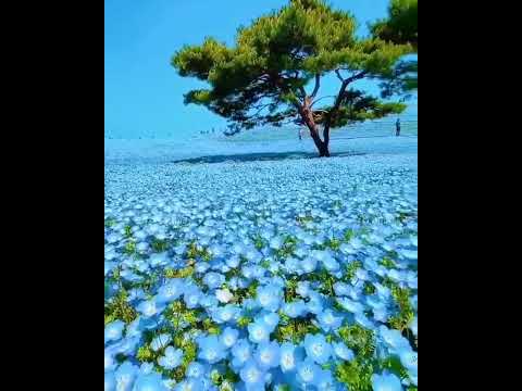 Hitachi Beach Park, Japan 🇯🇵—a floral paradise you won't believe! 🌸🌿 #JapanVibes #HitachiBeachPark