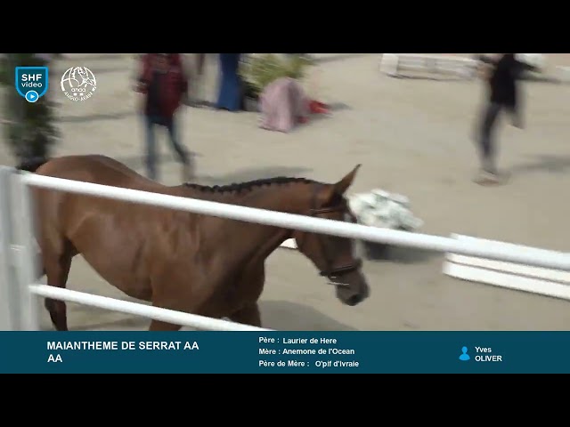 Jument 4ans Anglo-arabe de CSO