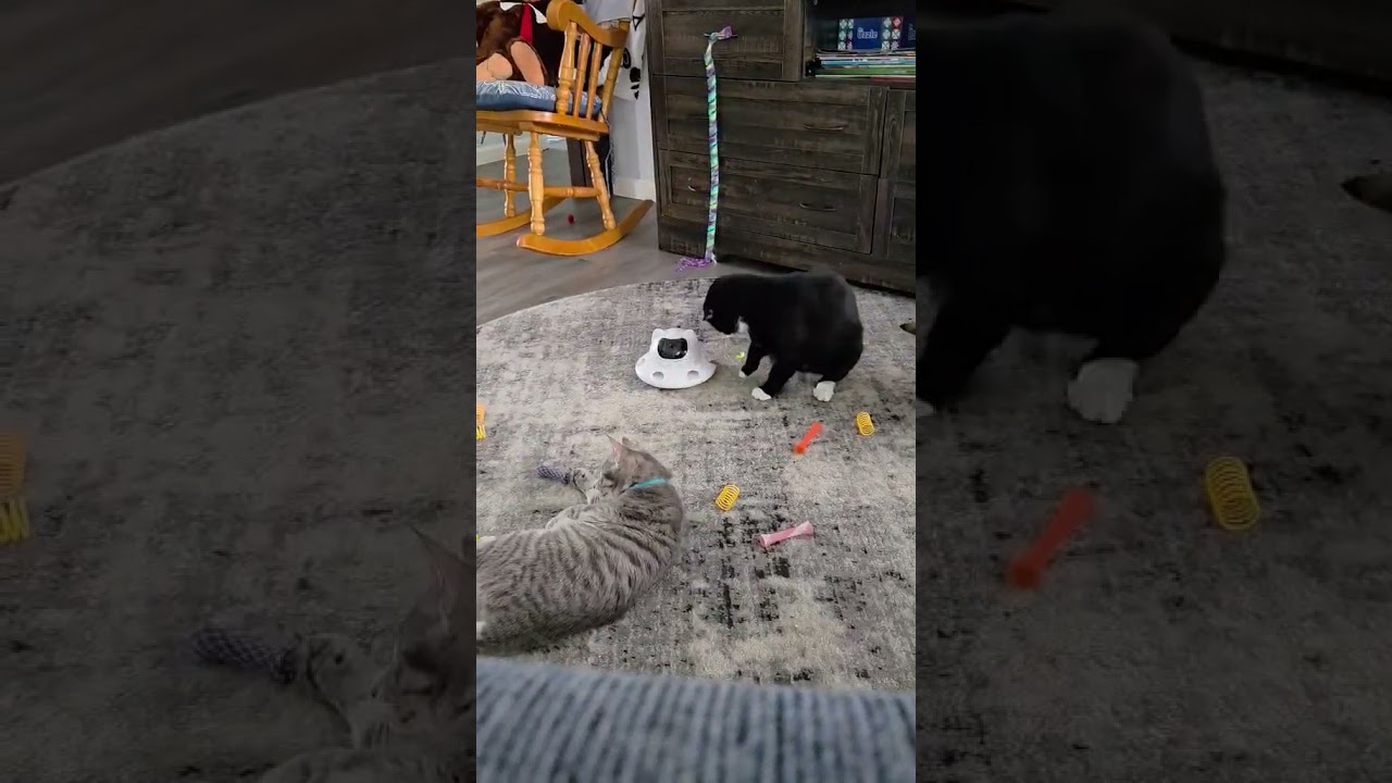 Enlarge Denver, a Adopted mixed breed in Greensburg, PA video 6/6