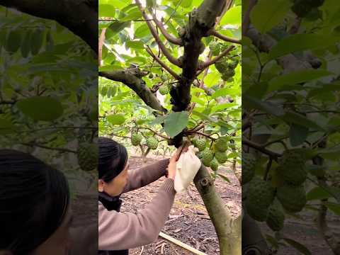 Custard Apple (Sugar Apple) Thinning Technique #farming @HappyFarm85