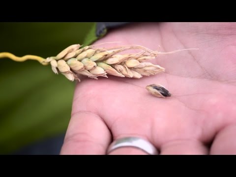 Wheat Research Benefits Farmers