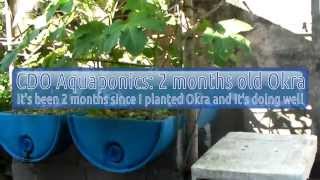 preview picture of video 'CDO Aquaponics: 2 months old Okra'