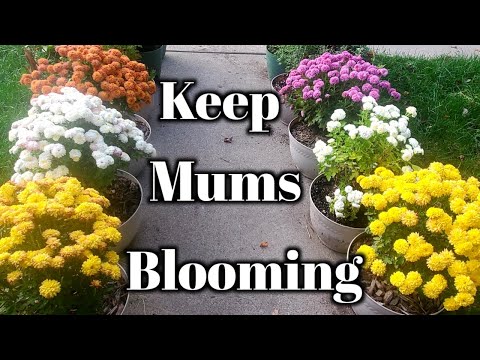 , title : 'Complete Fall Mums Bloom Care Guide- Mums That Keep On Giving'