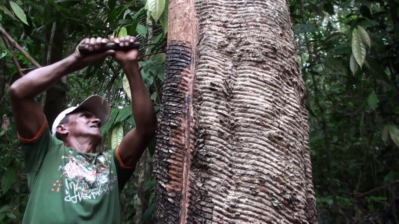 Leite da Seringueira
