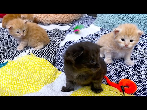 SKOGBERG CATTERY | NORWEGIAN FOREST CATS. Meet Our 'February Name Day' Litter C!