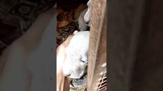 Weimaraner Puppies Videos