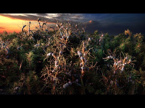 C4D TAIAO - Create your own Trees, Plants and Grass