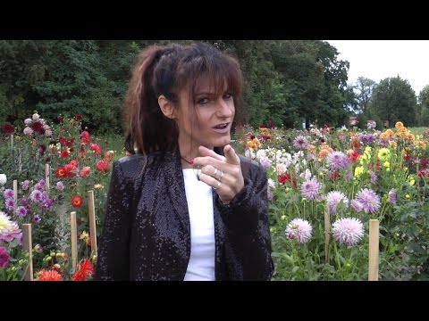 VER-LILA-LIEBT - Zamira Zander