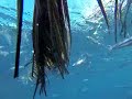Stunning Footage Of Flying Fish Spawning On A Palm Leaf Of The Coast Of Tobago