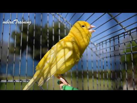 Most Beautiful Yellow Canary singing - canary training song