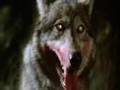 The Company of Wolves - Moonlight 