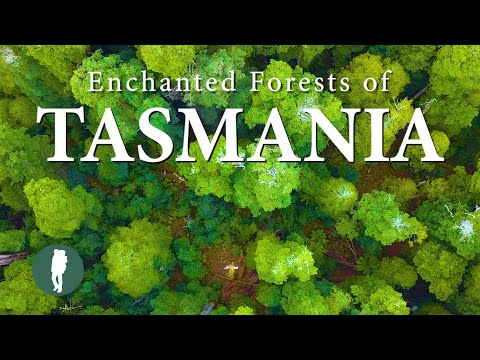 Enchanted Forests of Tasmania in 4K | Australia Nature