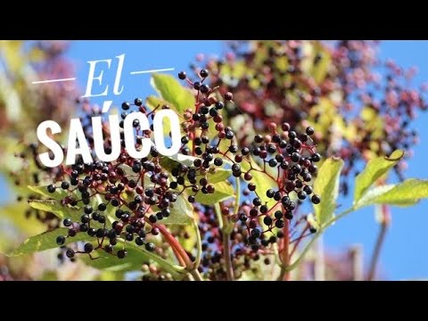 🍇Plants for traditional use 10: Elderberry (Sambucus nigra)