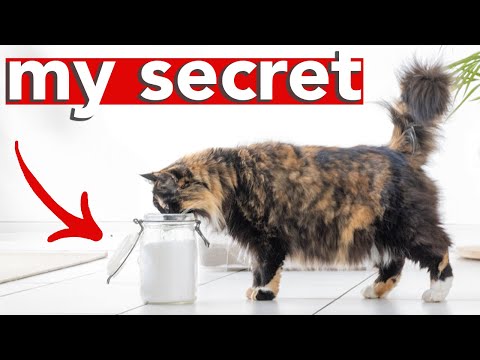 HOW TO HAVE A SMELL FREE LITTER BOX » sharing my secret to a stink-free home with multiple cats
