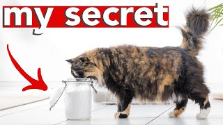 HOW TO HAVE A SMELL FREE LITTER BOX » sharing my secret to a stink-free home with multiple cats