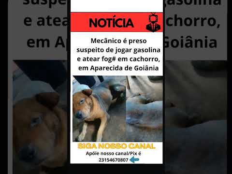 Mecânico é preso suspeito de jogar gasolina e atear fog# em cachorro, em Aparecida de Goiânia