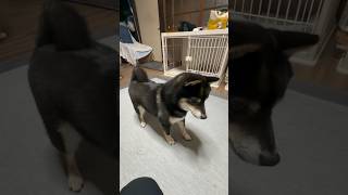 【ライ君とまったり】 #犬 #犬のいる暮らし #One-on-One Fun with Rai After So Long! 🐕❤️