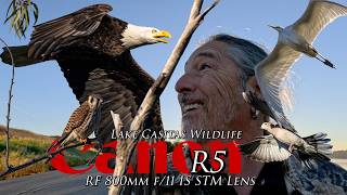 Hawks, eagles and other amazing wildlife at lake Casitas with the Canon R5 and 800 F11 lens 📷