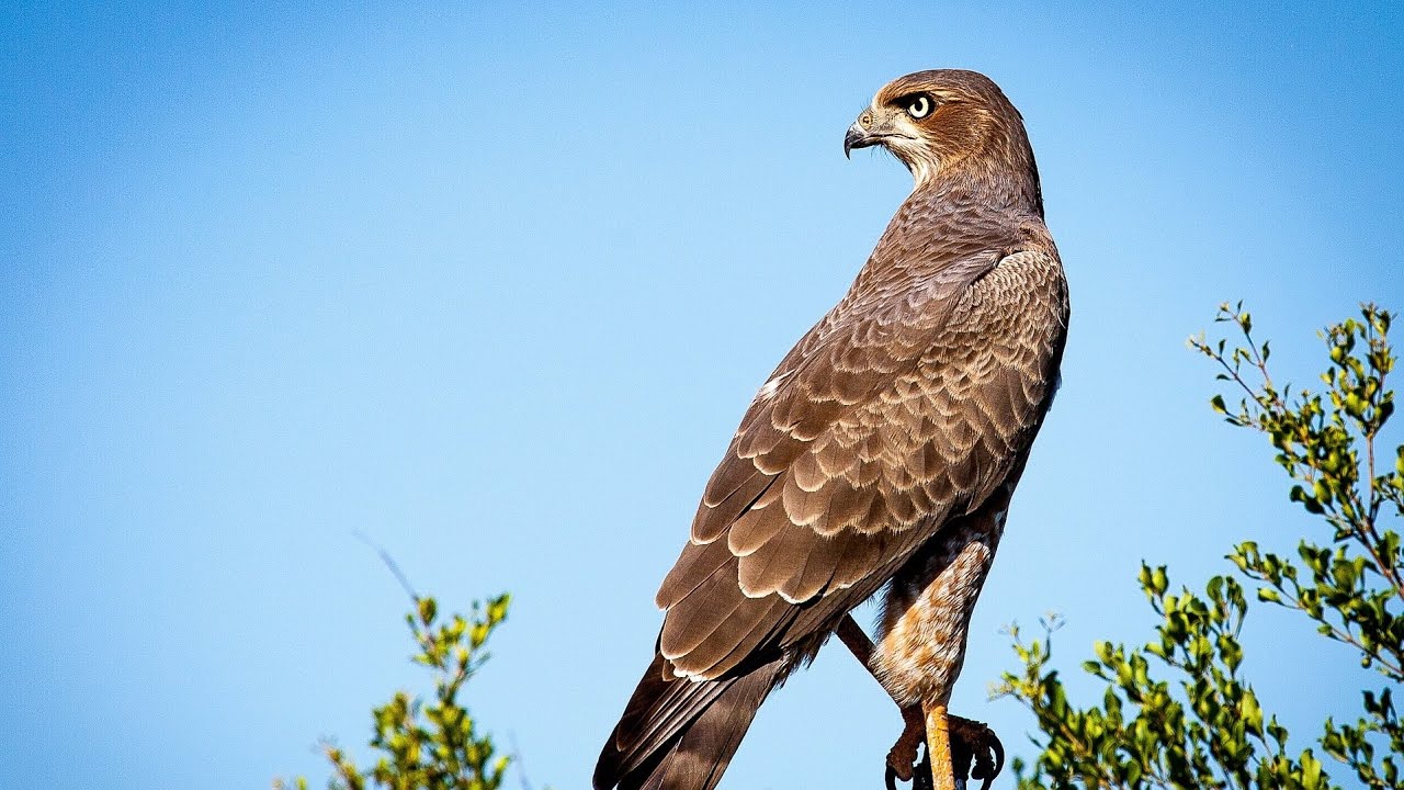 Do You Know How Many Years Falcons Live?The Lifespan of Falcons A Deep Dive