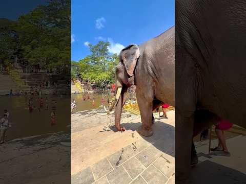 දළදා මාලිගාවේ බුරුම රාජා කතරගම ඇසළ පෙරහැර හැඩකරමින් #kataragamaperaher