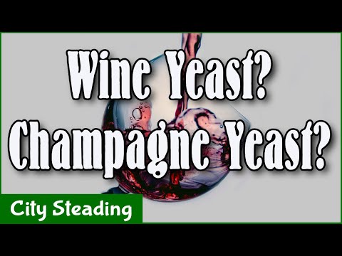 download lagu mp3 mp4 Champagne Yeast Temperature, download lagu Champagne Yeast Temperature gratis, unduh video klip Champagne Yeast Temperature