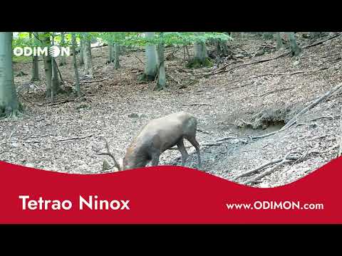 TETRAO Ninox 32 Mpx 940 nm