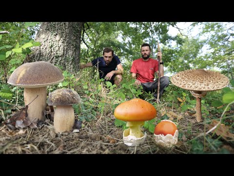 PORCINI, AMANITE e altri FUNGHI autunnali