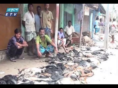 কাঁচা চামড়ার দামে ধস কেন?