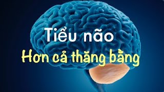 Tiểu não - hơn cả thăng bằng