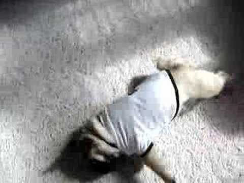 Sumo the Pug flips out!