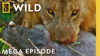 Sacrifices, Uprisings, & Rivalries | Savage Kingdom S2 & S4 MEGA Episode | Nat Geo Animals