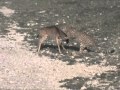Cheetah Killing Wildebeest Calf