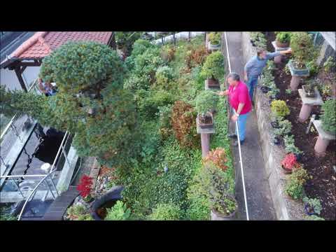 Bonsai Roth  - Unser Bonsai Garten