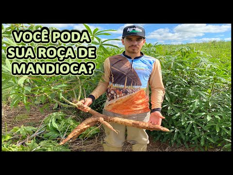 , title : 'PORQUE PODAMOS A ROÇA DE MANDIOCA #roça #plantio #mandioca'