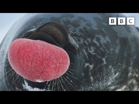 World's Strangest Mating Technique | Frozen Planet II - BBC