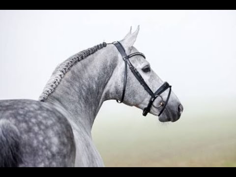 Hickstead White (Hickstead x Coupe de Coeur x Quidams Rubin) 2022