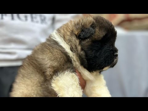American Akita puppy going to new home
