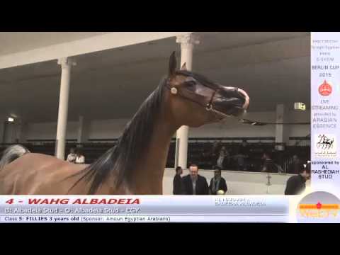 N.4 WAHG ALBADEIA -  Berlin Cup S-Show Werder 2015 - Fillies 3 years old (Class 5)