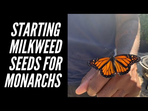 What is Cold Stratification - Monarchs & Milkweed | Big City Gardener