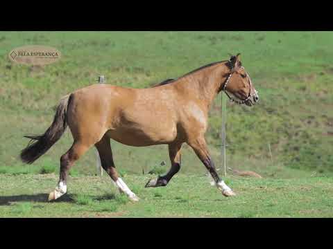 LOTE 16   Harmana Cala Bassa