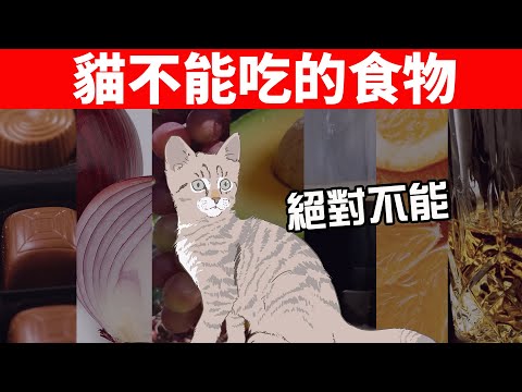死貓禁忌