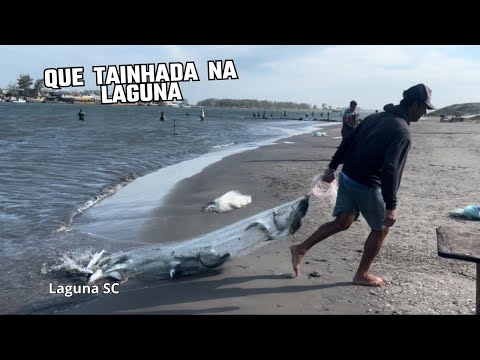 07/05/26 SAFRA DA TAINHA,QUE TARRAFADA DE TAINHAS EM LAGUNA SC .