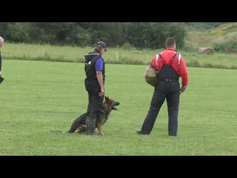 Falco Erpemos - IGP2 - C