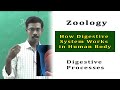 Zoology Human Body Human Physiology How Digestive System Works In Human Body