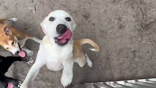 Video preview image #1 Unknown-pomeranian spitz Mix Puppy For Sale in Sanford, FL, USA