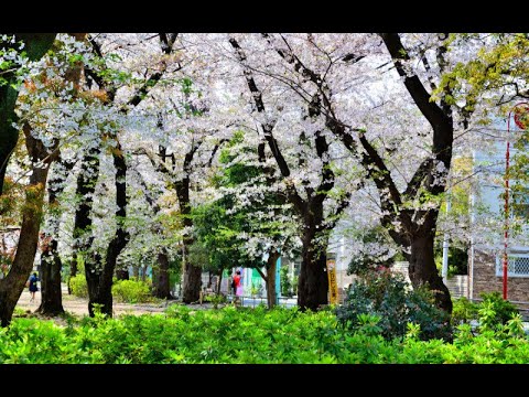 動画サムネイル